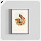 アートポスター-Rust-coloured Bronzewing
 - オーストラリアの鳥 Poster.