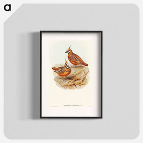 アートポスター-Rust-coloured Bronzewing
 - オーストラリアの鳥 Poster.