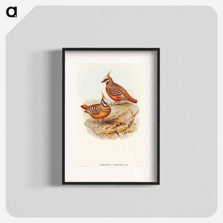 アートポスター-Rust-coloured Bronzewing
 - オーストラリアの鳥 Poster.