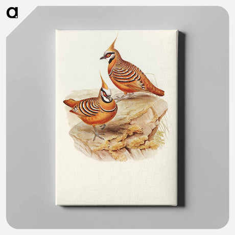 アートパネル-Rust-coloured Bronzewing
 - オーストラリアの鳥 Canvas.