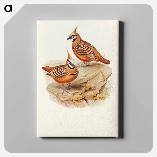 アートパネル-Rust-coloured Bronzewing
 - オーストラリアの鳥 Canvas.