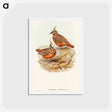 アートポストカード-Rust-coloured Bronzewing
 - オーストラリアの鳥 Postcard.