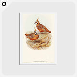 アートポストカード-Rust-coloured Bronzewing
 - オーストラリアの鳥 Postcard.