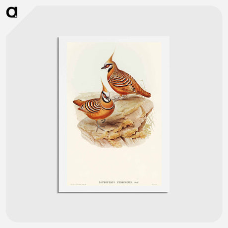アートポストカード-Rust-coloured Bronzewing
 - オーストラリアの鳥 Postcard.