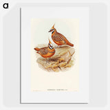 アートポスター-Rust-coloured Bronzewing
 - オーストラリアの鳥 Poster.