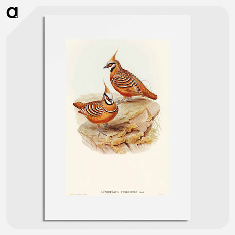 アートポスター-Rust-coloured Bronzewing
 - オーストラリアの鳥 Poster.