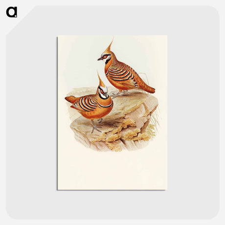 アートポストカード-Rust-coloured Bronzewing
 - オーストラリアの鳥 Postcard.