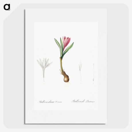 2-83_The-Lilies_picture