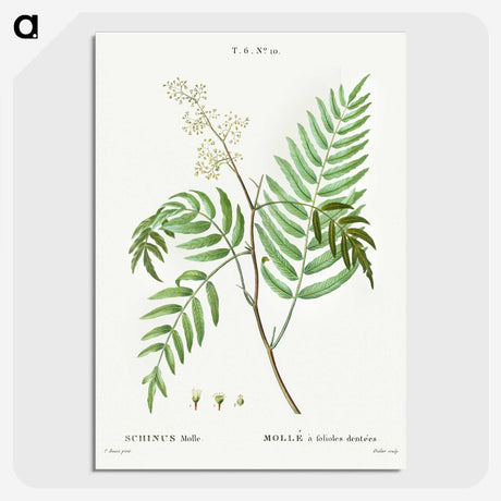 2-83_Treatise-on-Trees-and-Shrubs_picture-crop