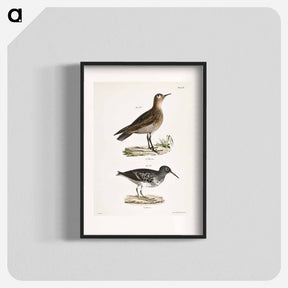 アートポスター-Buff-breasted Sandpiper (Tringa rufescens) 198. Purple Sandpiper (Tringa maritima) illustration from Zoology of New York by - ニューヨークの動物学 Poster.