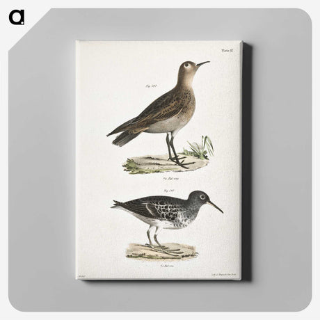 2-83_Zoology-of-New-York_canvas