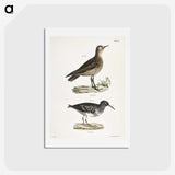 2-83_Zoology-of-New-York_hagaki