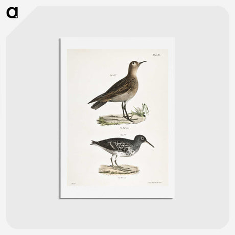 2-83_Zoology-of-New-York_hagaki