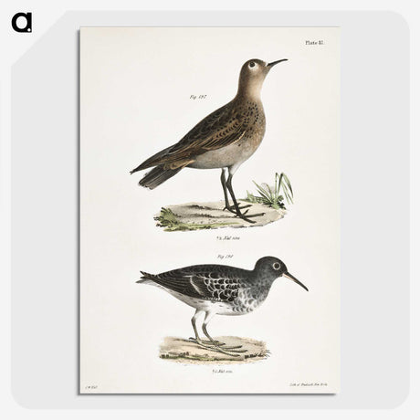2-83_Zoology-of-New-York_picture-crop