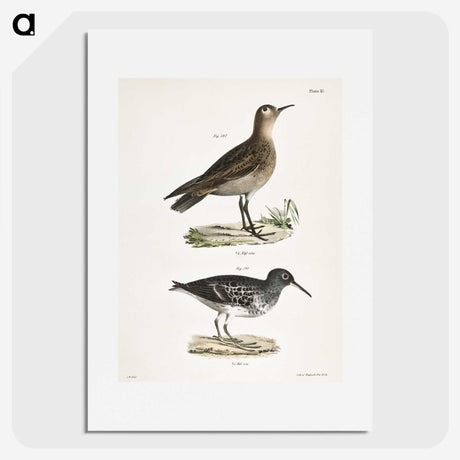 2-83_Zoology-of-New-York_picture