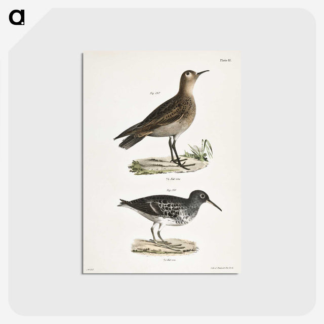 2-83_Zoology-of-New-York_postcard