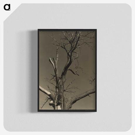 2-84_Alfred-Stieglitz_blk-crop