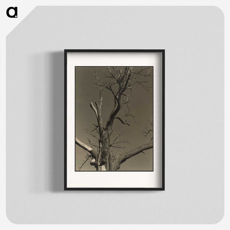 2-84_Alfred-Stieglitz_blk