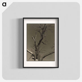 アートポスター-Chestnut Tree, Lake George - アルフレッド スティーグリッツ Poster.
