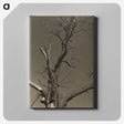 2-84_Alfred-Stieglitz_canvas