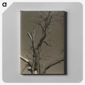 2-84_Alfred-Stieglitz_canvas