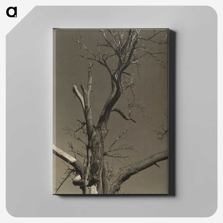2-84_Alfred-Stieglitz_canvas