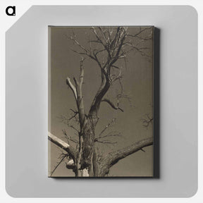 アートパネル-Chestnut Tree, Lake George - アルフレッド スティーグリッツ Canvas.