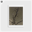 アートポストカード-Chestnut Tree, Lake George - アルフレッド スティーグリッツ Postcard.