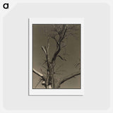 アートポストカード-Chestnut Tree, Lake George - アルフレッド スティーグリッツ Postcard.