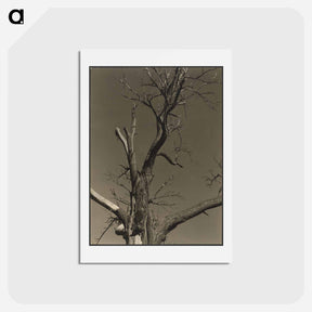 アートポストカード-Chestnut Tree, Lake George - アルフレッド スティーグリッツ Postcard.