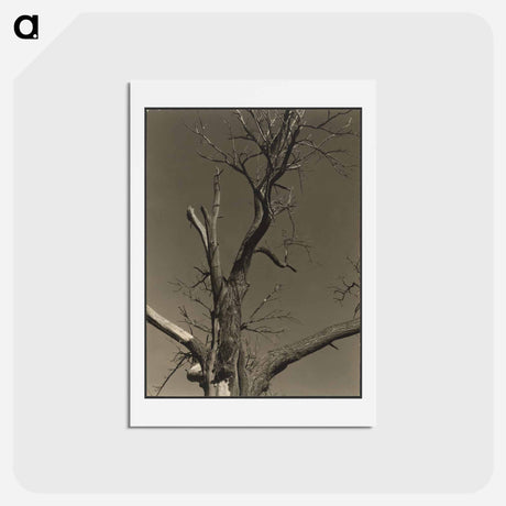 アートポストカード-Chestnut Tree, Lake George - アルフレッド スティーグリッツ Postcard.