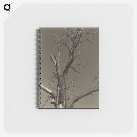 2-84_Alfred-Stieglitz_memo
