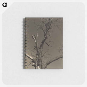 アートメモ帳-Chestnut Tree, Lake George - アルフレッド スティーグリッツ Memo.