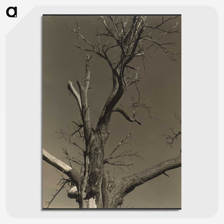 2-84_Alfred-Stieglitz_picture-crop