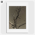 2-84_Alfred-Stieglitz_picture