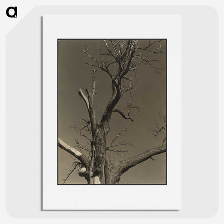 2-84_Alfred-Stieglitz_picture