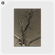 2-84_Alfred-Stieglitz_postcard