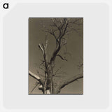アートポストカード-Chestnut Tree, Lake George - アルフレッド スティーグリッツ Postcard.