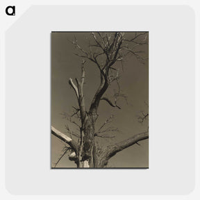 2-84_Alfred-Stieglitz_postcard