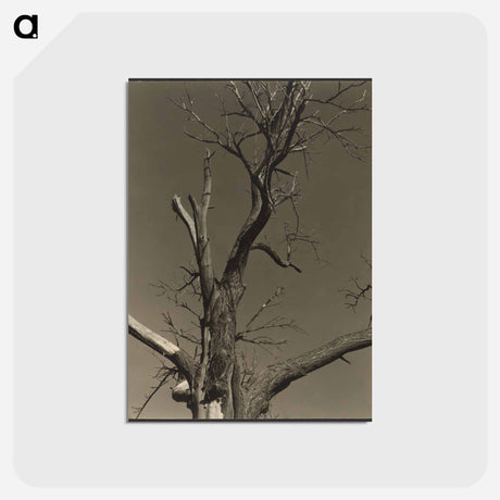 アートポストカード-Chestnut Tree, Lake George - アルフレッド スティーグリッツ Postcard.
