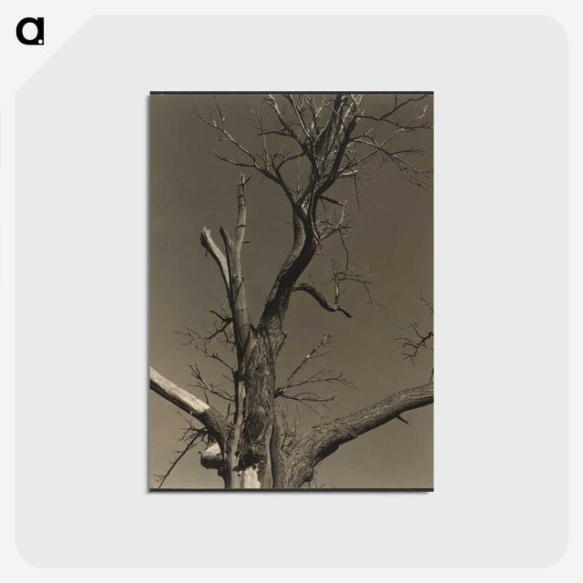 2-84_Alfred-Stieglitz_postcard