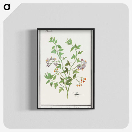2-84_Anselmus-Boetius-de-Boodt_blk-crop