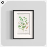 Bittersweet, Solanum dulcamara - アンセルムス ボエティウス デ ブート Poster.