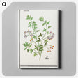 2-84_Anselmus-Boetius-de-Boodt_canvas