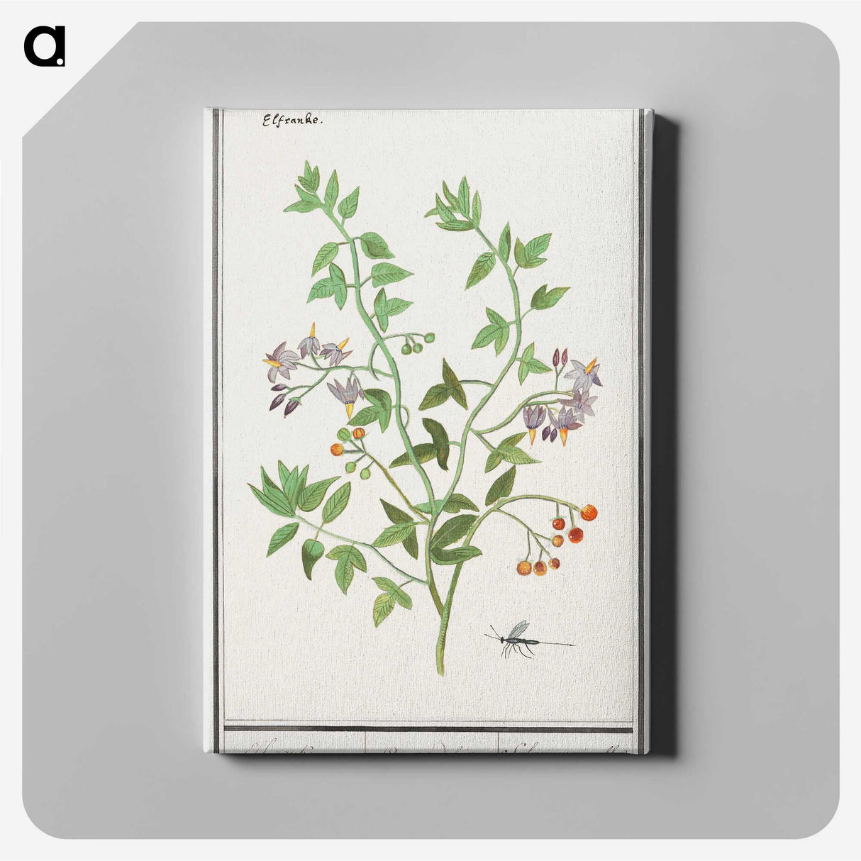 2-84_Anselmus-Boetius-de-Boodt_canvas