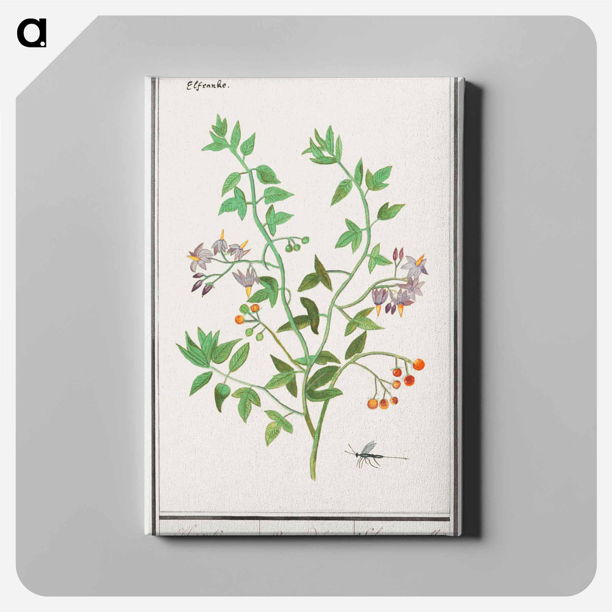 Bittersweet, Solanum dulcamara - アンセルムス ボエティウス デ ブート Canvas.