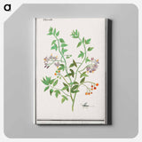 Bittersweet, Solanum dulcamara - アンセルムス ボエティウス デ ブート Canvas.