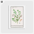 アートポストカード-Bittersweet, Solanum dulcamara - アンセルムス ボエティウス デ ブート Postcard.