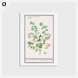 アートポストカード-Bittersweet, Solanum dulcamara - アンセルムス ボエティウス デ ブート Postcard.