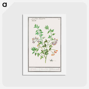 アートポストカード-Bittersweet, Solanum dulcamara - アンセルムス ボエティウス デ ブート Postcard.